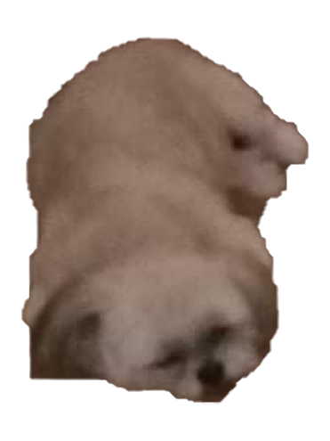 dog sleeping